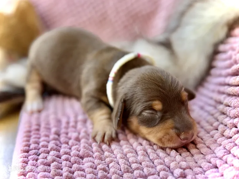 Ruby – Miniature Dachshund puppy for sale in Visalia, CA