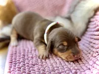 Ruby, a female Miniature Dachshund for sale in Visalia, CA – 1 of 3