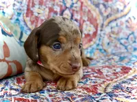 Carly , a female Miniature Dachshund for sale in Visalia, CA – 3 of 4