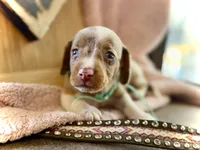 Snoodles *Blue eyes!*, a male Miniature Dachshund for sale in Visalia, CA – 5 of 9
