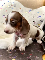 Dot , a female Miniature Dachshund for sale in Visalia, CA – 6 of 9