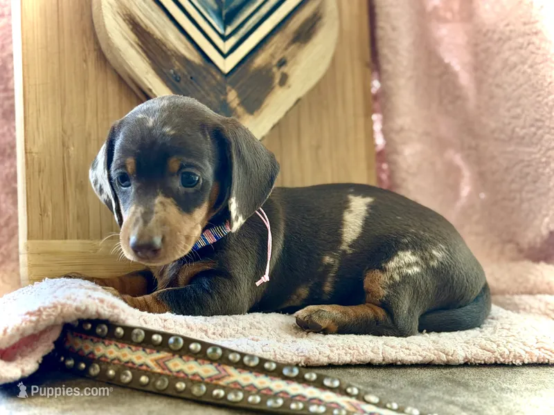 Morgan  – Miniature Dachshund puppy on hold in Visalia, CA