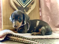 Morgan , a female Miniature Dachshund for sale in Visalia, CA – 1 of 4