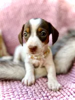 Dot *Tiny Girl!*, a female Miniature Dachshund for sale in Visalia, CA – 7 of 9
