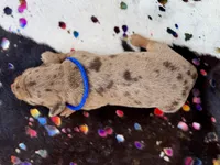 Turk , a male Miniature Dachshund for sale in Visalia, CA – 4 of 4