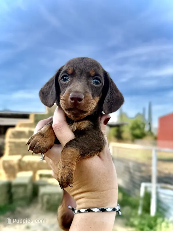 Biscuits  – Miniature Dachshund puppy on hold in Visalia, CA