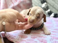 Chip *Tiny!*, a male Miniature Dachshund for sale in Visalia, CA – 4 of 6