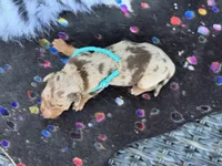 Barbie *SUPER Tiny*, a female Miniature Dachshund for sale in Visalia, CA – 4 of 6