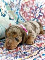 Carly , a female Miniature Dachshund for sale in Visalia, CA – 2 of 4