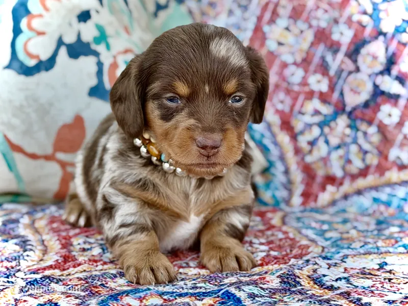 Britsy *Long Haired!* – Miniature Dachshund puppy on hold in Visalia, CA