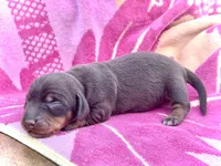 Rambo , a male Miniature Dachshund for sale in Visalia, CA – Photo 3 of 3