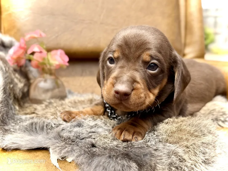 Rambo  – Miniature Dachshund puppy on hold in Visalia, CA