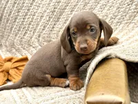 Rambo , a male Miniature Dachshund for sale in Visalia, CA – 4 of 4
