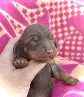 Rambo , a male Miniature Dachshund for sale in Visalia, CA – Photo 2 of 3