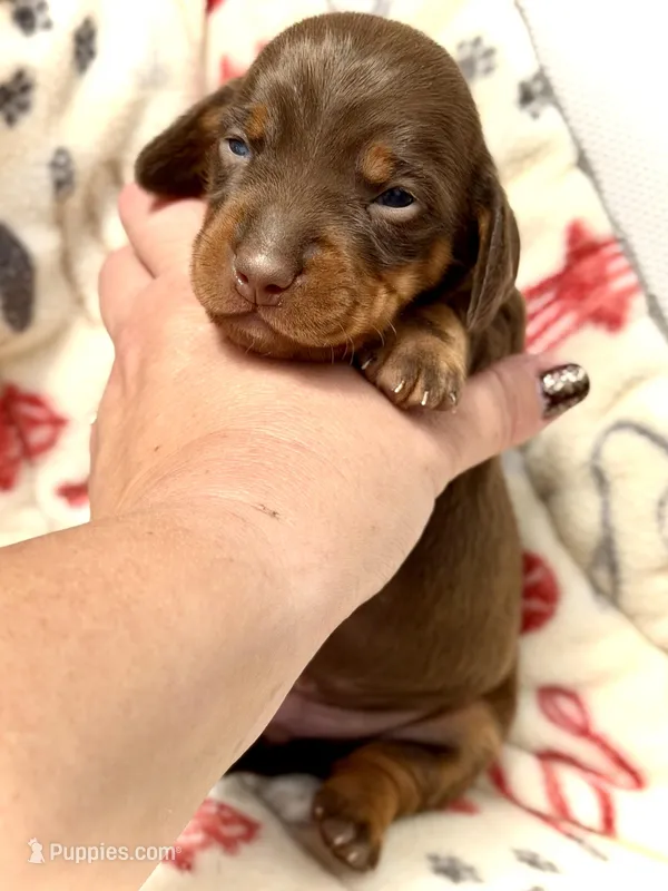 Rambo  – Miniature Dachshund puppy for sale in Visalia, CA