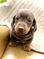 Rambo , a male Miniature Dachshund for sale in Visalia, CA – 1 of 4