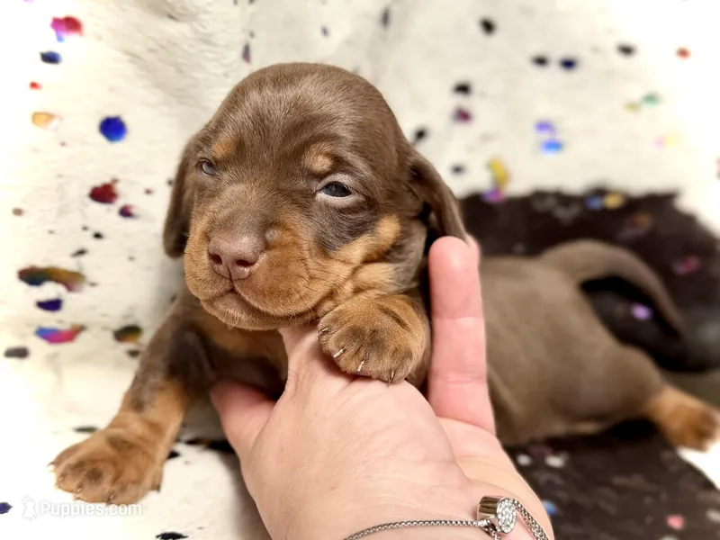 Rambo  – Miniature Dachshund puppy for sale in Visalia, CA