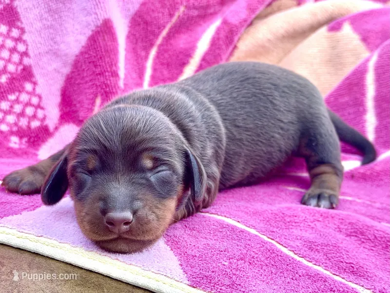 Rambo  – Miniature Dachshund puppy for sale in Visalia, CA