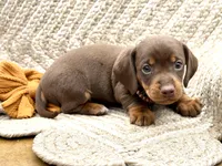 Rambo , a male Miniature Dachshund for sale in Visalia, CA – 3 of 4