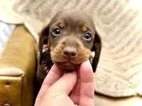 Rambo , a male Miniature Dachshund for sale in Visalia, CA – 2 of 4