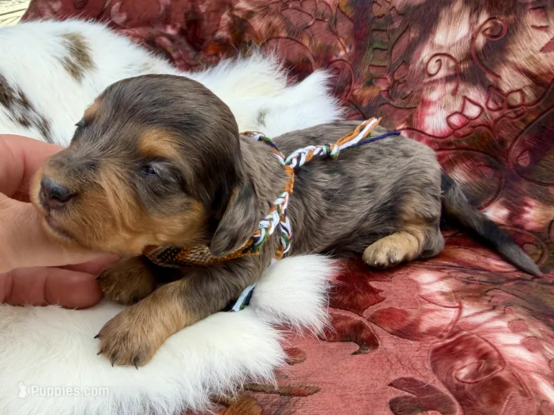 Parker *Long Haired*  – Miniature Dachshund puppy for sale in Visalia, CA