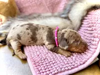 Margo, a female Miniature Dachshund for sale in Visalia, CA – 1 of 5