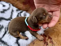 Stewy, a male Miniature Dachshund for sale in Visalia, CA – 4 of 4