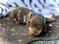 Douglas , a male Miniature Dachshund for sale in Visalia, CA – 3 of 4