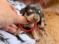 Kirk, a male Miniature Dachshund for sale in Visalia, CA – 3 of 4