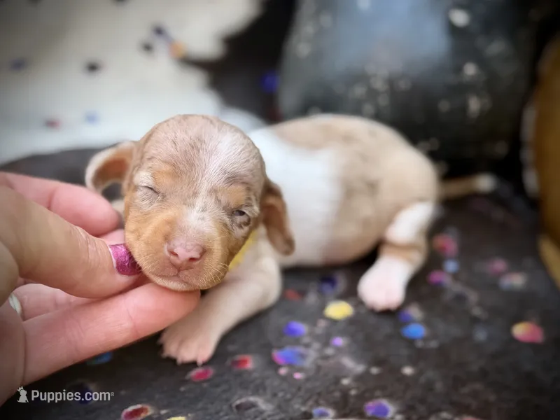 Chip *Super Tiny!* – Miniature Dachshund puppy for sale in Visalia, CA