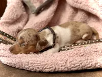 Chip *Tiny & Blue Eyes!*, a male Miniature Dachshund for sale in Visalia, CA – 3 of 7