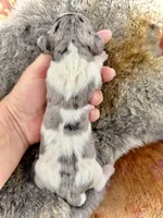 Luigi , a male Miniature Dachshund for sale in Visalia, CA – Photo 5 of 5