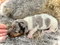 Luigi , a male Miniature Dachshund for sale in Visalia, CA – Photo 2 of 5
