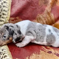 Luigi , a male Miniature Dachshund for sale in Visalia, CA – Photo 5 of 5