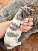 Luigi , a male Miniature Dachshund for sale in Visalia, CA – Photo 4 of 5