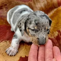 Luigi , a male Miniature Dachshund for sale in Visalia, CA – Photo 1 of 5