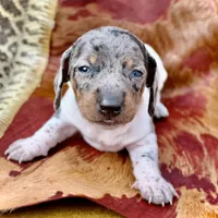 Luigi , a male Miniature Dachshund for sale in Visalia, CA – Photo 2 of 5