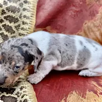 Luigi , a male Miniature Dachshund for sale in Visalia, CA – Photo 4 of 5