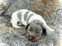 Luigi , a male Miniature Dachshund for sale in Visalia, CA – Photo 1 of 5