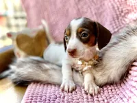 Dot *Tiny Girl!*, a female Miniature Dachshund for sale in Visalia, CA – 4 of 9