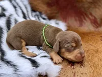 Danny, a male Miniature Dachshund for sale in Visalia, CA – 3 of 3