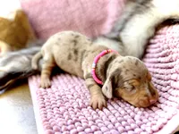 Kira , a female Miniature Dachshund for sale in Visalia, CA – 2 of 3