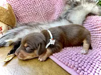 Ruby, a female Miniature Dachshund for sale in Visalia, CA – 3 of 3