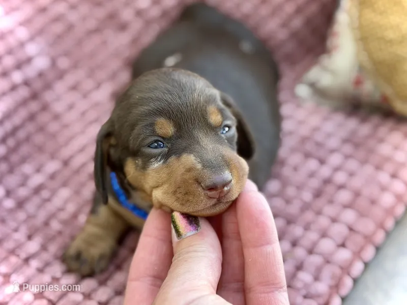 Douglas  – Miniature Dachshund puppy for sale in Visalia, CA