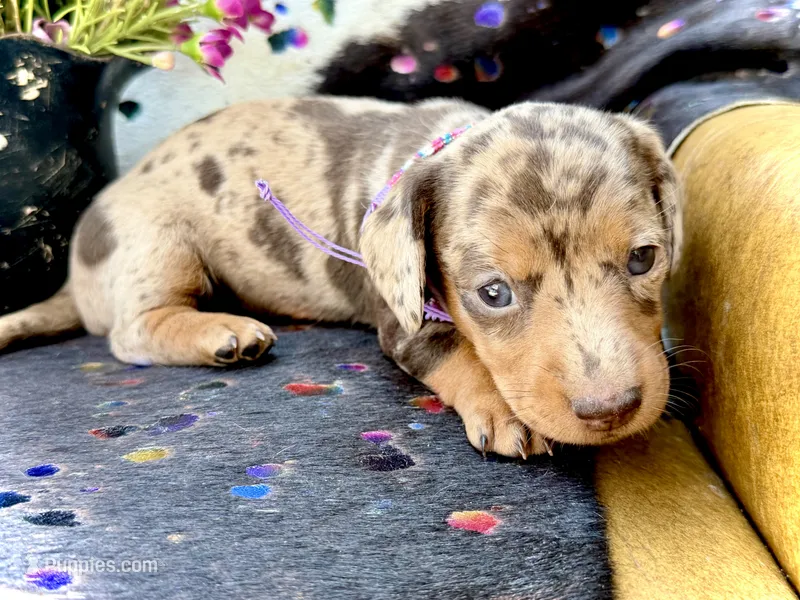 Pixie  – Miniature Dachshund puppy on hold in Visalia, CA