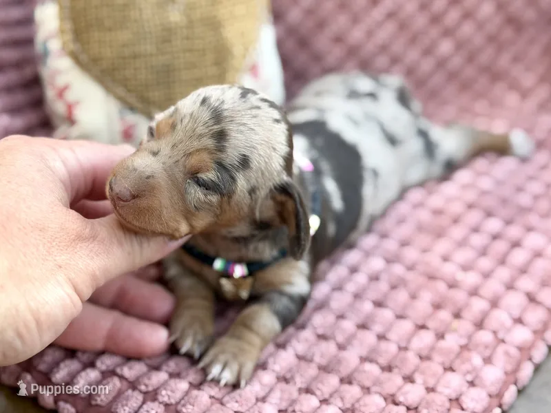 Tilly *TINY* – Miniature Dachshund puppy on hold in Visalia, CA