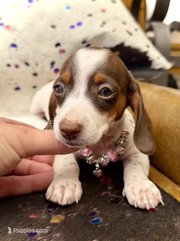 Dot  – Miniature Dachshund puppy for sale in Visalia, CA