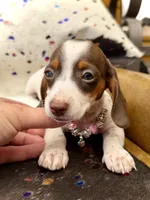 Dot , a female Miniature Dachshund for sale in Visalia, CA – 1 of 9