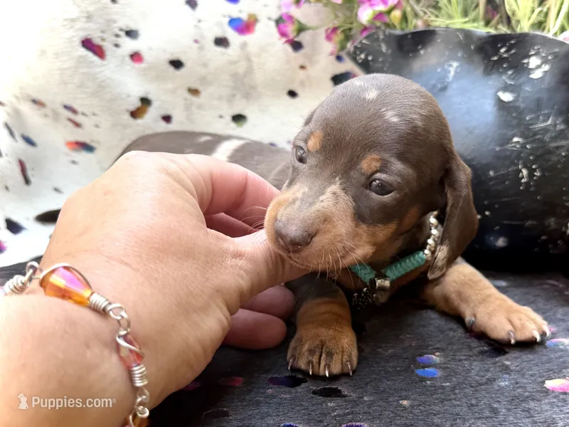Morgan  – Miniature Dachshund puppy on hold in Visalia, CA