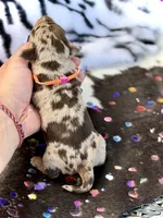 Bridget , a female Miniature Dachshund for sale in Visalia, CA – 4 of 4